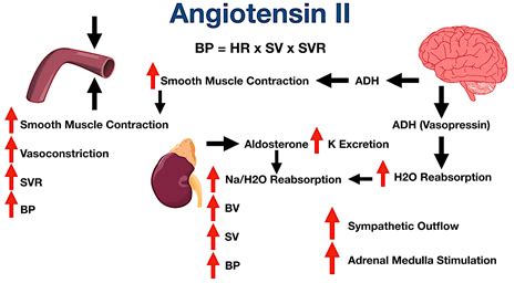 Angiotensin: What It Is, Causes & Function .